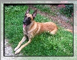 leżący, Owczarek belgijski Malinois